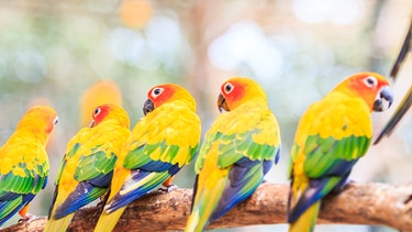 Fünf bunte Papageien (Sonnensittiche) hocken auf einem Ast. | Bild: colourbox.com