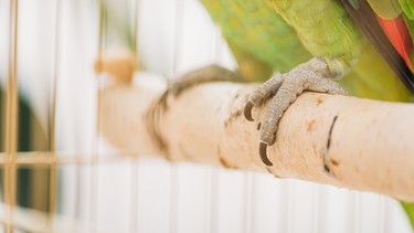 Der Fuß eines Papageis: Zwei Zehen schauen nach vorne, zwei nach hinten. | Bild: colourbox.com