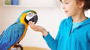 Ein Mädchen gibt einem Papagei in der hohlen Hand etwas Futter. | Bild: colourbox.com