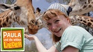 Was reimt sich auf Giraffe? / Die Giraffen im Hallerpark sind es gewöhnt, dass man sie zufüttert. Doch aus der Hand? Das war eine neue Erfahrung für Reporterin Paula. | Bild: BR/TEXT + BILD Medienproduktion GmbH & Co. KG