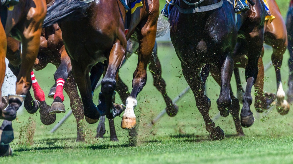 Verschiedene Pferdebeine bei einem Galopprennen in Großaufnahme | Bild: colourbox.com