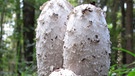 Schopftintlinge: weiße Pilze mit länglichen, schuppigen Hüten auf Waldboden. | Bild: picture-alliance/dpa