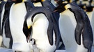 Pinguin-Kolonie | Bild: Tim Heitland