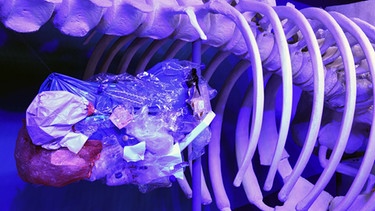 Im Aquazoo Löbbecke Museum in Düsseldorf (NRW) wurde 2018 das Skelett eines Pottwals so präpariert, dass sich im Bereich des Magens sechs Kilogramm Kuststoff befinden. | Bild: picture alliance/dpa | Horst Ossinger