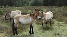Przewalskipferde haben Streifen am Knie | Bild: picture-alliance/dpa