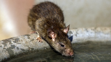 Ratte (Wanderratte) trinkt an einer Wasserstelle | Bild: colourbox.com