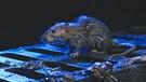 Eine Ratte hockt auf einem Kanaldeckel. | Bild: picture-alliance/dpa