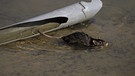 Eine Ratte schwimmt im Wasser. | Bild: picture-alliance/dpa
