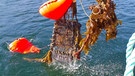 Aufräumen am Meeresgrund: Hier werden die Reusen hochgezogen. | Bild: Ischner und Ghost Fishing