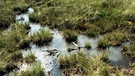 Moorgebiet im Biosphärenreservat Rhön  | Bild: picture-alliance/dpa
