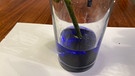 Mit Tinte wird das "Trinkwasser" der Rose blau gefärbt. | Bild: BR | Geli Schmaus