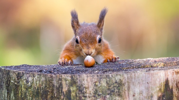 Ein rotes Eichhörnchen findet eine Haselnuss auf einem abgesägten Baumstumpf. | Bild: stock.adobe.com/Michael Conrad
