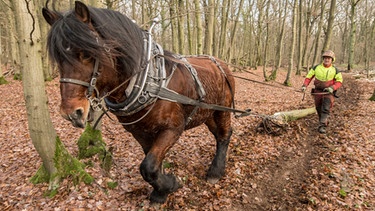 Ein Rückepferd bei der Arbeit im Wald. | Bild: picture-alliance/dpa
