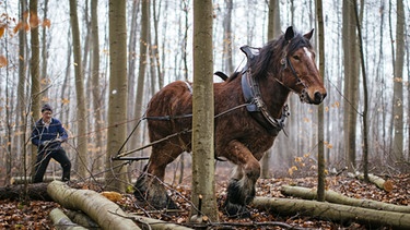 Ein Rückepferd bei der Arbeit im Wald | Bild: picture-alliance/dpa