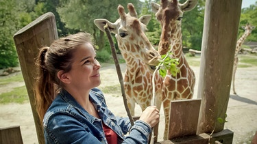 Tierfreundschaften | Anna füttert die beiden Giraffenfreundinnen Taziyah und Makena. Bei den Giraffen gibt es tatsächlich echte Freundschaften unter Weibchen. | Bild: BR | Text und Bild Medienproduktion GmbH & Co.KG | David Enge