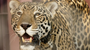 Die Raubkatzen von Brasilien / Anna macht sich in Brasilien auf die Suche nach dem „König des Dschungels“. Der Jaguar ist die größte Raubkatze in Süd- und Mittelamerika.
| Bild: BR / Text und Bild Medienproduktion GmbH & Co. KG