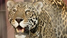 Die Raubkatzen von Brasilien / Anna macht sich in Brasilien auf die Suche nach dem „König des Dschungels“. Der Jaguar ist die größte Raubkatze in Süd- und Mittelamerika.
| Bild: BR / Text und Bild Medienproduktion GmbH & Co. KG