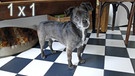 (Das Hunde-Einmaleins) Mischlingshund Bubu ist schon etwas älter und ruhiger, also der perfekte Trainingshund für das Hunde-Einmaleins.  | Bild: BR | textundbild Medienproduktion Gmbh & Co KG