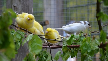 Kanarienvogel und Zebrafink / Kanarienvögel lieben frisch geschnittene Äste. Die Blätter sind für sie eine Leckerei. | Bild: BR / Text und Bild Medienproduktion GmbH