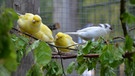 Kanarienvogel und Zebrafink | Kanarienvögel lieben frisch geschnittene Äste. Die Blätter sind für sie eine Leckerei. | Bild: BR | Text und Bild Medienproduktion GmbH & Co. KG