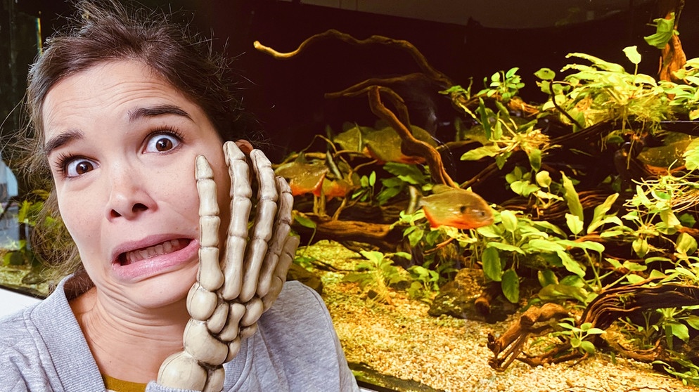 Piranhas | Autsch! Anna ist sich sicher: Besser nicht die Hand ins Aquarium halten! | Bild: BR/Text und Bild Medienproduktion GmbH & Co. KG/David Enge
