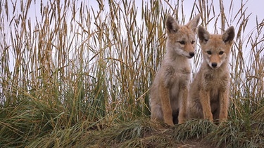 Wie heult der Kojote? | Zwei kleine Kojotenbabies. | Bild: BR/Text und Bild Medienproduktion GmbH & Co. KG