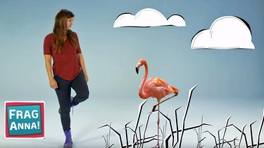 Flamingo, Wisent, Raubkatze | Bild: BR | Text und Bild Medienproduktion GmbH & Co. KG