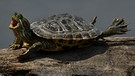 Eine Schildkröte sonnt sich in Huntley Meadows, einem Naturpark in Alexandria in den USA und öffnet dabei ihren Mund.  | Bild: dpa-Bildfunk/Carol Guzy
