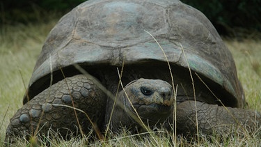 Die älteste Landschildkröte lebt auf St. Helena und heißt Jonathan. | Bild: picture-alliance/ dpa