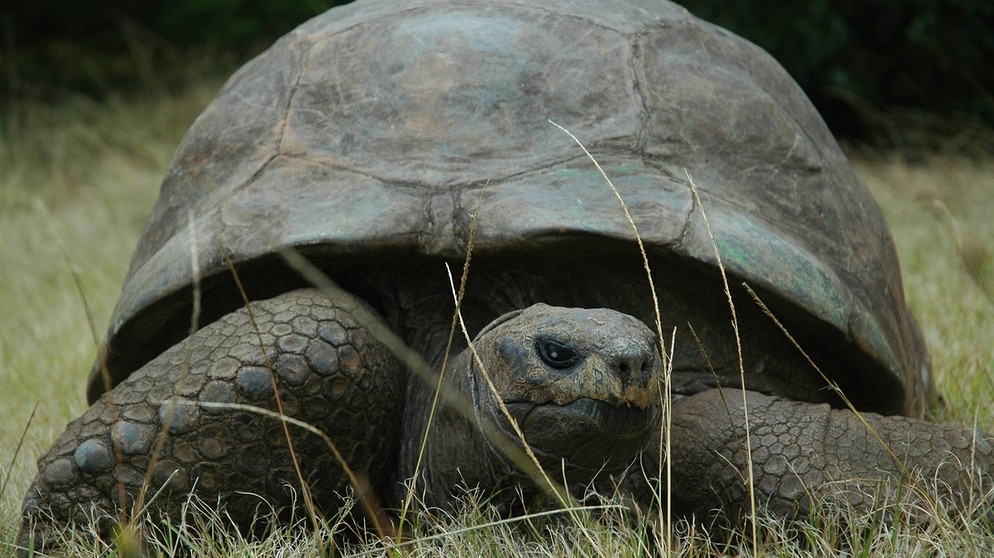 Die älteste Landschildkröte lebt auf St. Helena und heißt Jonathan. | Bild: picture-alliance/ dpa