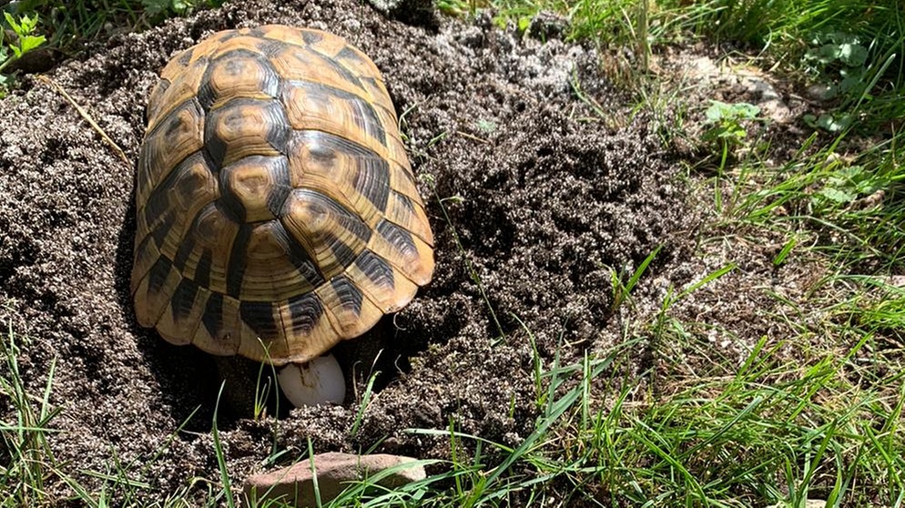 Eine Schildkröte beim Eierlegen. | Bild: Brigitte Harms