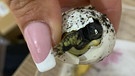 Blick durch ein Loch in der Schale eines Schildkröteneis. | Bild: Brigitte Harms