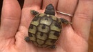 Gemusterter Schildkrötenpanzer. | Bild: Brigitte Harms