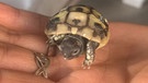 Ein munteres kleines Schildkrötenbaby. | Bild: Brigitte Harms