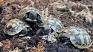 Schildkrötenbabys von Nahem beim Fressen. | Bild: Brigitte Harms