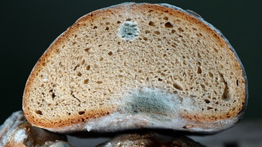 Schimmelbefall an einem Brot.  | Bild: dpa-Bildfunk/Jens Kalaene