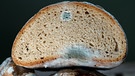 Schimmelbefall an einem Brot.  | Bild: dpa-Bildfunk/Jens Kalaene