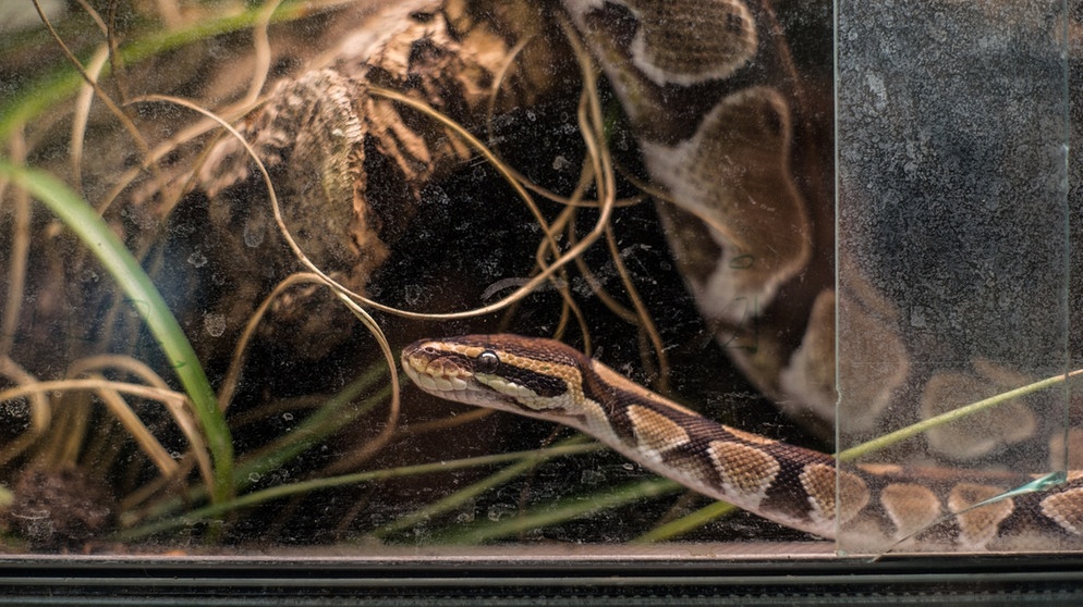 Schlangen | Bild: BR/ Bianca Taube