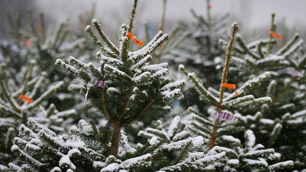 Nordmanntannen stehen an einem Christbaumverkauf im Schneetreiben.  | Bild: dpa-Bildfunk/Karl-Josef Hildenbrand