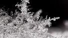 Schneekristalle in einer Schneeflocke. | Bild: picture-alliance/dpa