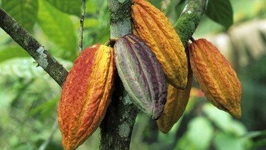 Kakao und Schokolade | Bild: picture-alliance/dpa
