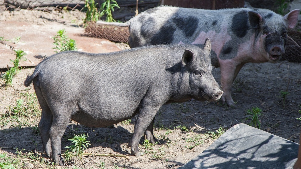 Schweine auf einem Bauernhof | Bild: colourbox.com