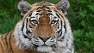 Ein Sibirischer Tiger. | Bild: dpa-Bildfunk/Marcus Brandt