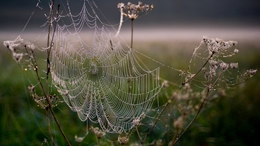 Spinnennetz zwischen Zweigen und Halmen. | Bild: picture-alliance/dpa