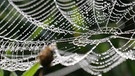 Spinnennetz voller Tautropfen. | Bild: picture-alliance/dpa