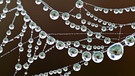 Dicke Tautropfen an einem Spinnennetz. | Bild: picture-alliance/dpa