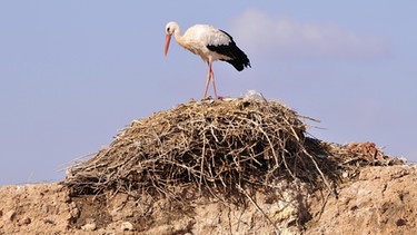 Ein Storch in seinem Nest in Marokko. | Bild: picture alliance / imageBROKER
