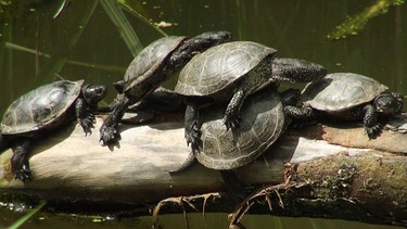 Sumpfschildkröten beim Sonnen. | Bild: BR