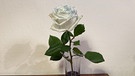 Tag 2: Die Rose verfärbt sich an den Blütenblättern leicht blau. | Bild: BR | Geli Schmaus