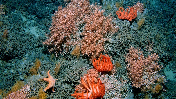 Farbenprächtige Korallen in 1.000 Meter Tiefe in der Tiefsee. Viele Korallen sind bräunlich-grün, andere hingegen leuchten lila oder rosa. Korallen sind Tiere. | Bild: picture-alliance/dpa | Census of Marine Life/David Shale